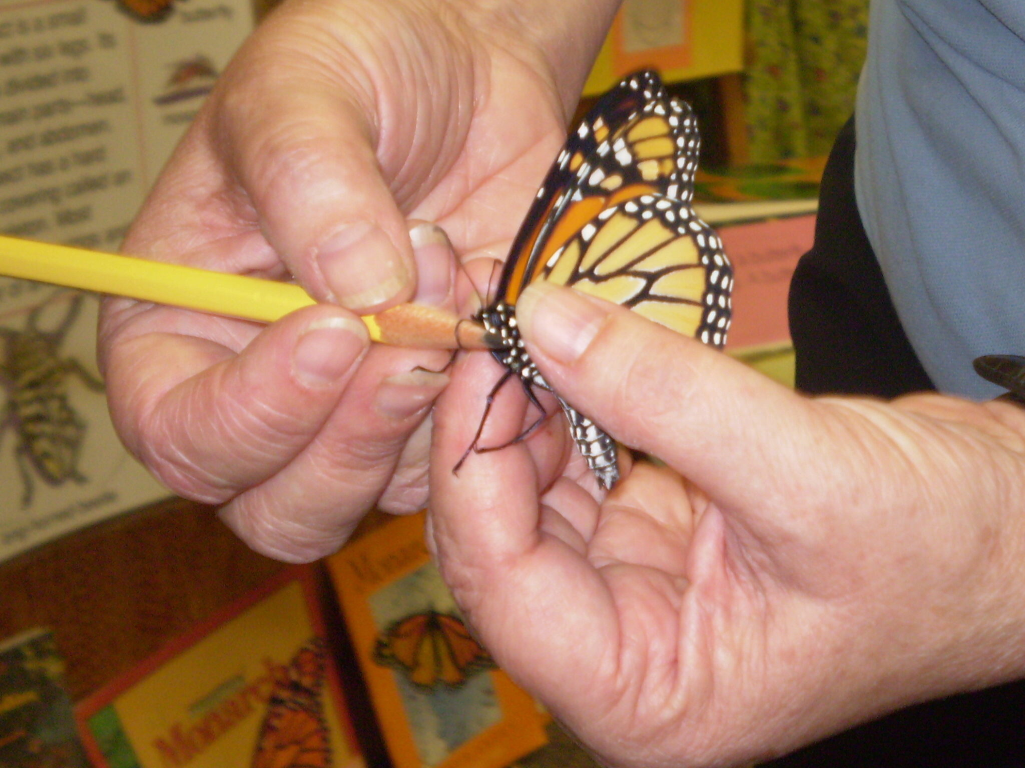 Explore a Park: Hidden Oaks Nature Center - Annandale Today