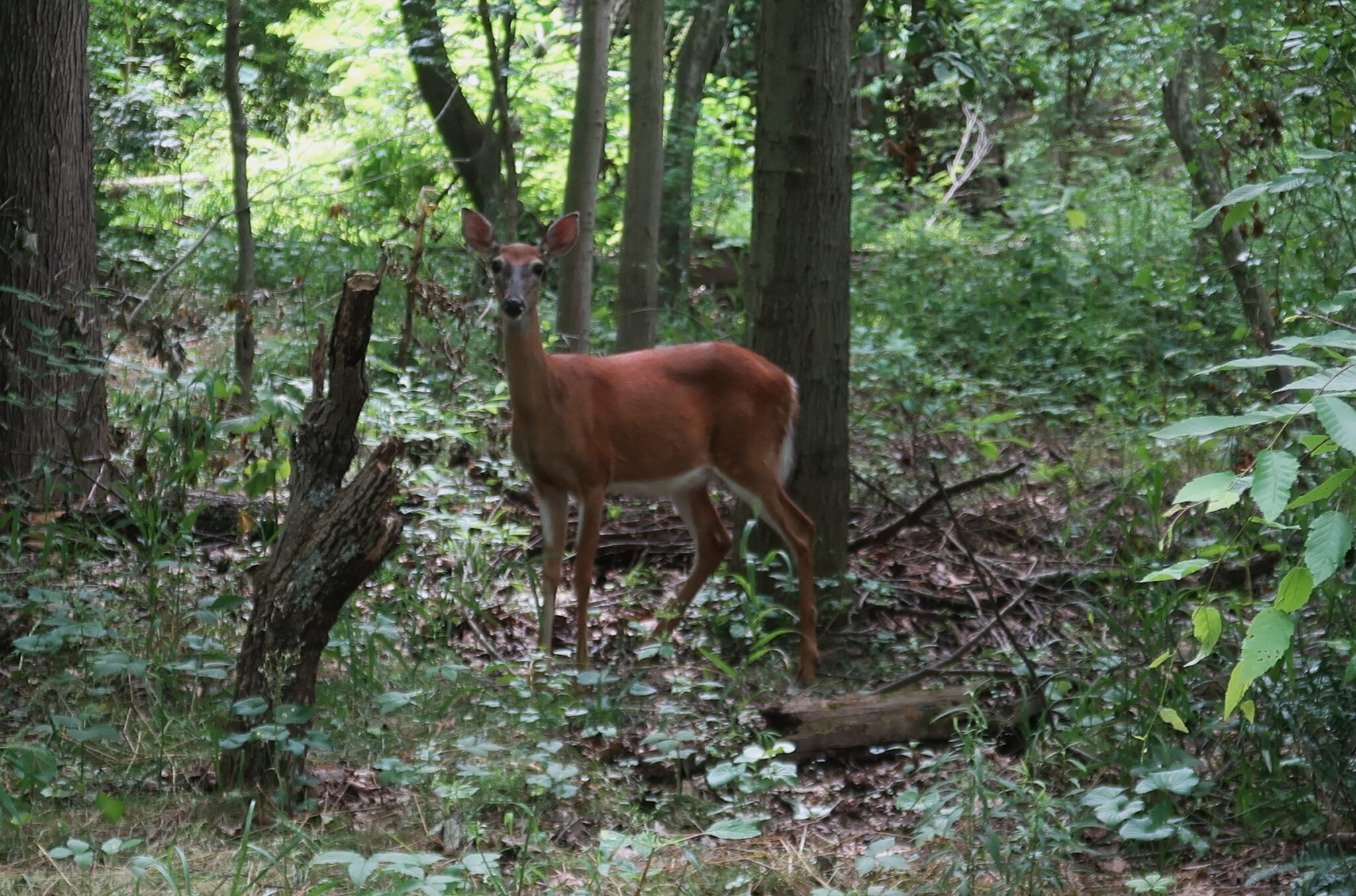 deer-hunting-season-starts-sept-9-annandale-today