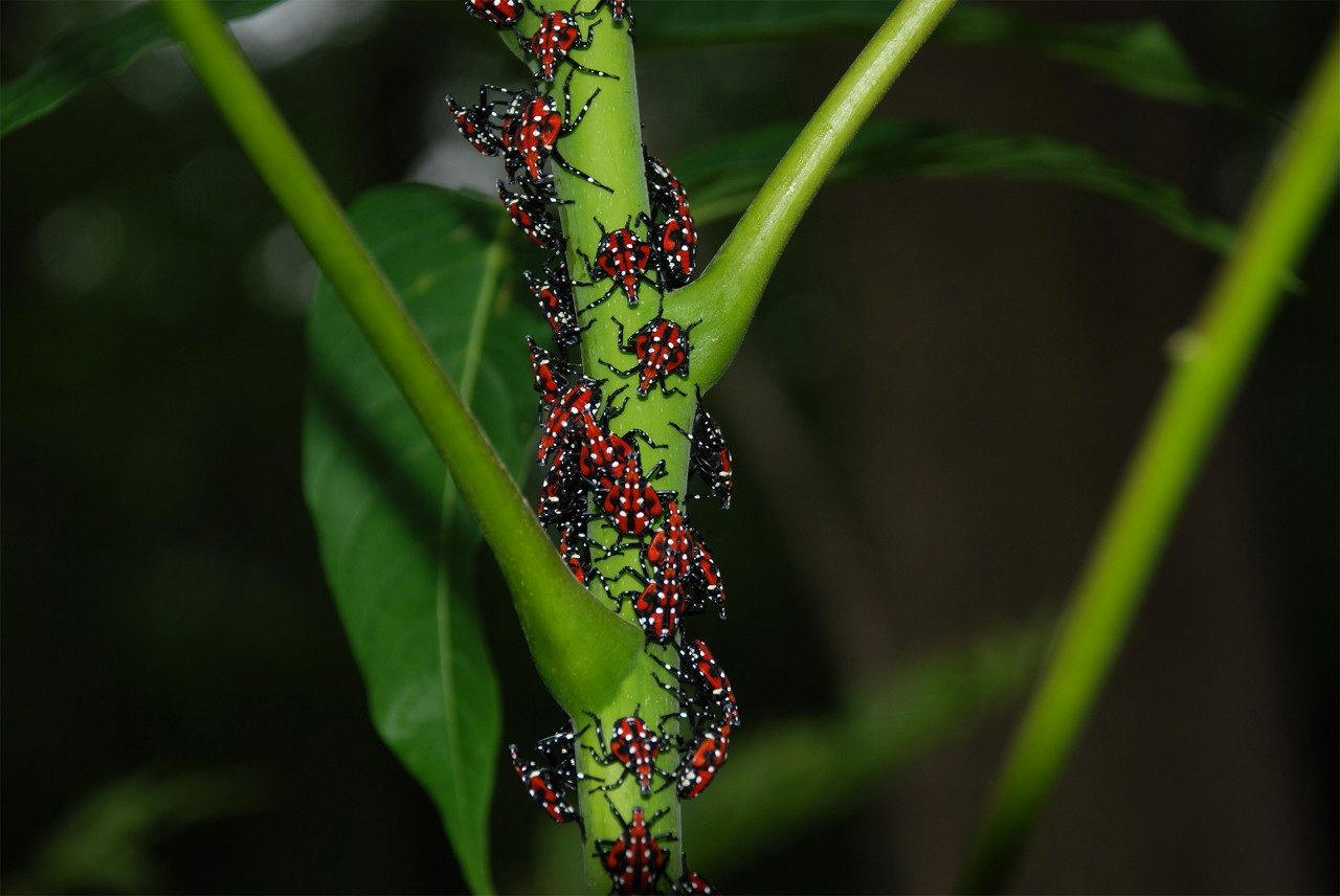 Invasive spotted lanternflies should be reported and killed | Annandale ...