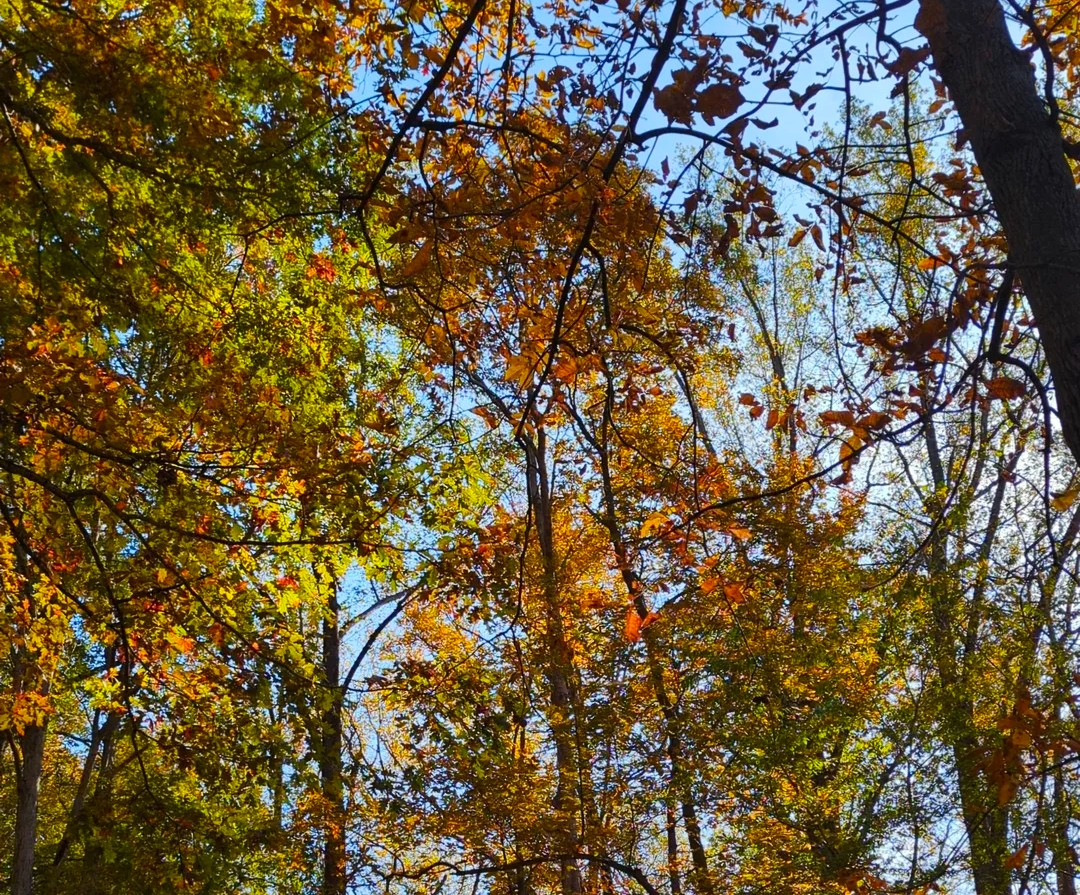 Health & Wellness: Letting go and finding health in the rhythm of fall